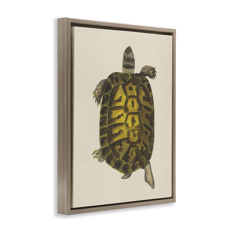Stupell Vintage Maritime Tortoise Framed Floater Canvas Wall Art Design By Phillipa Katz