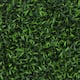 Option Grass