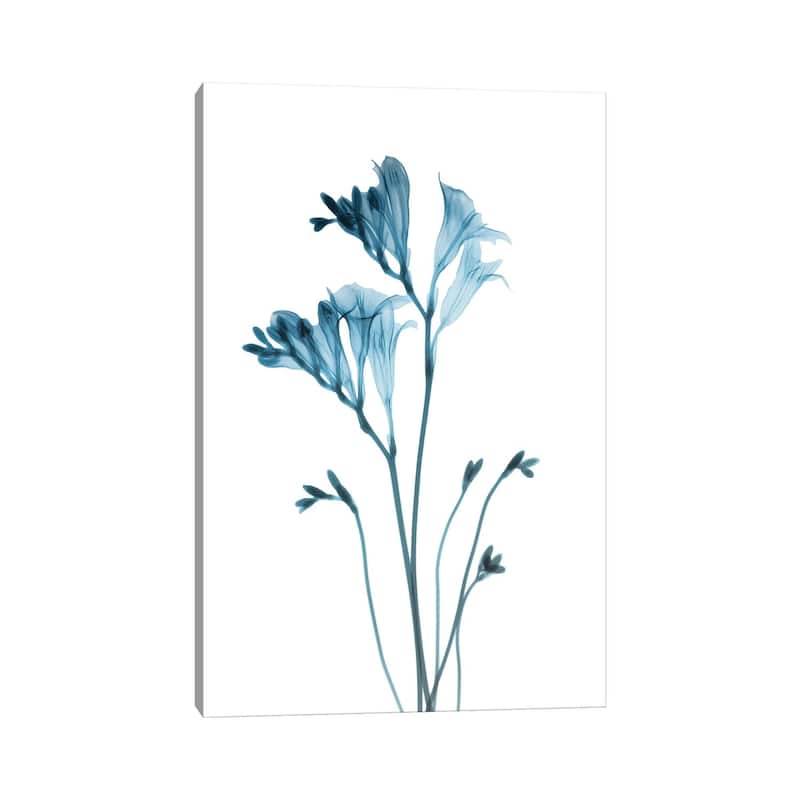 iCanvas "Blue Freesia" by Albert Koetsier Canvas Print