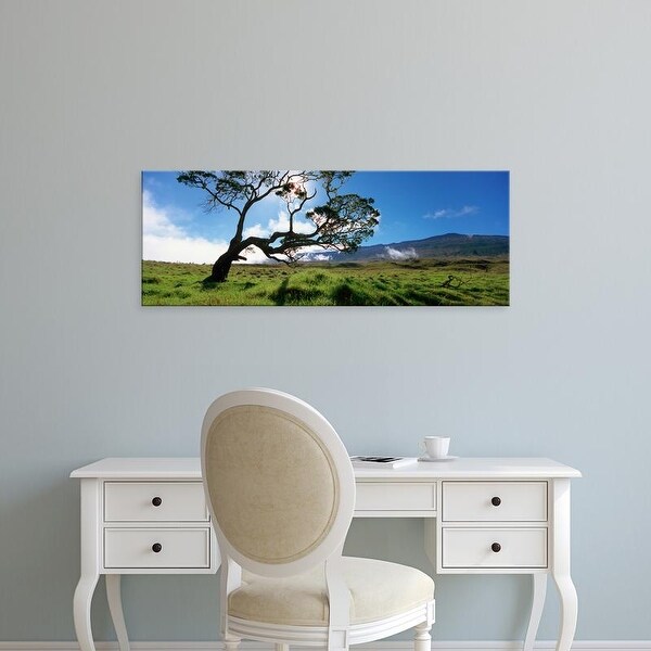 Easy Art Prints Panoramic Images's 'Koa Tree On A Landscape, Mauna Kea, Big Island, Hawaii, USA' Premium Canvas Art