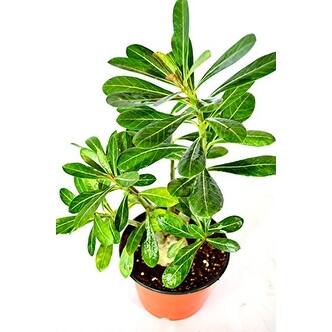 Shop Desert Rose Plant Natural Bonsai Adenium Obesum Overstock 17936152