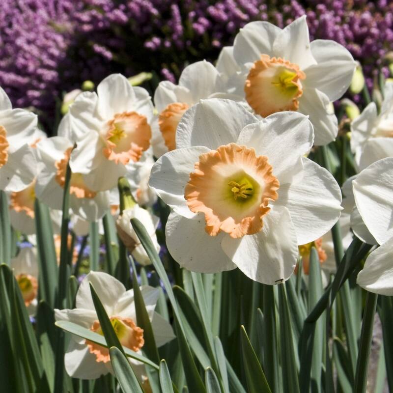 Charming Pink Daffodils - White & Pink Narcissus Flowers - 24 Bulbs - Spring Garden Blooming - Attracts Butterflies & Bees