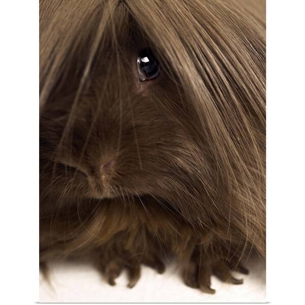 Shop Long Haired Guinea Pig Close Up Poster Print Free