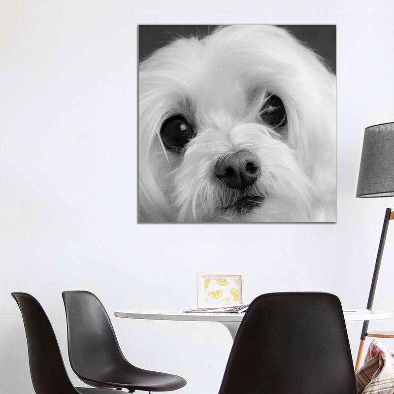 iCanvas "Portrait of a Maltese Dog" by Panoramic Images Canvas Print - 37x37x1.5