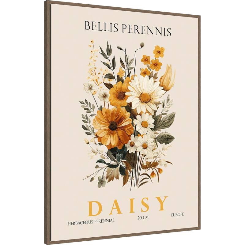 Vintage Botanical Daisy Illustration by Christopher Giampietro Framed Canvas Wall Art Print