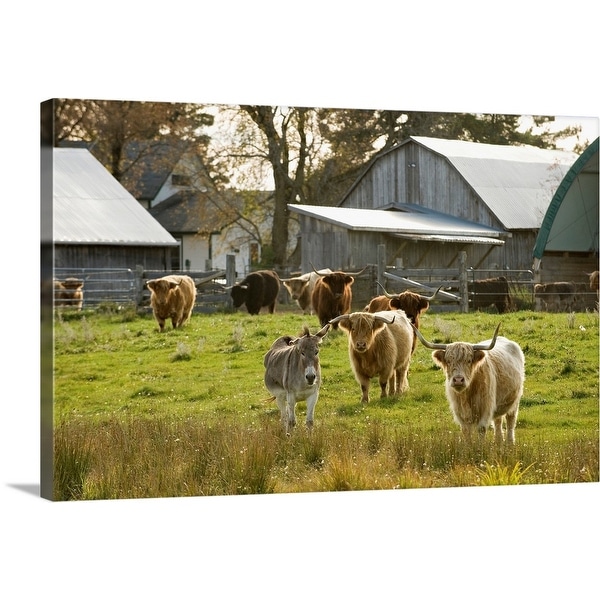 "Donkey with Highland Cattle in Pasture, Burnt River, Ontario, Canada" Canvas Wall Art