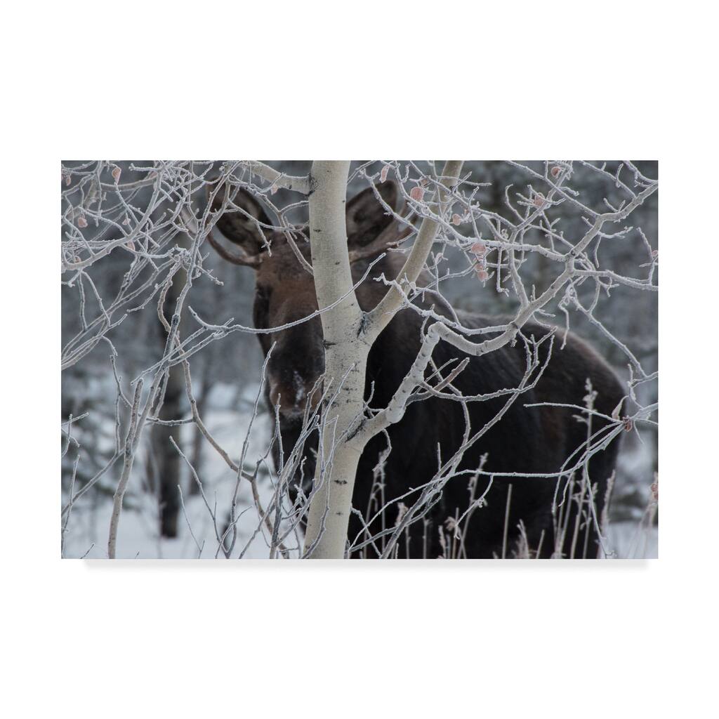 Brenda Petrella Photography Llc 'Hiding Moose' Canvas Art