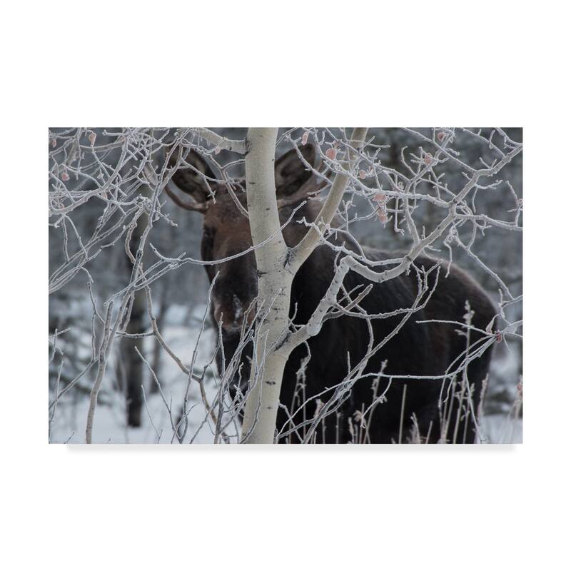 Brenda Petrella Photography Llc 'Hiding Moose' Canvas Art