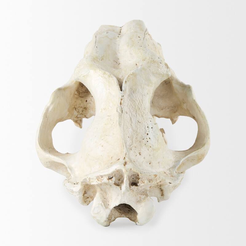 Fozzil Off-White Resin Sabertooth Cat Skull Accent Piece - 9.0L x 9.1W x 15.0H