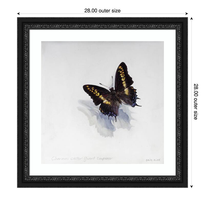Giant Emperor Butterfly by Odile Kidd Wood Framed Wall Art Print - Downton Black - 28 x 28 in