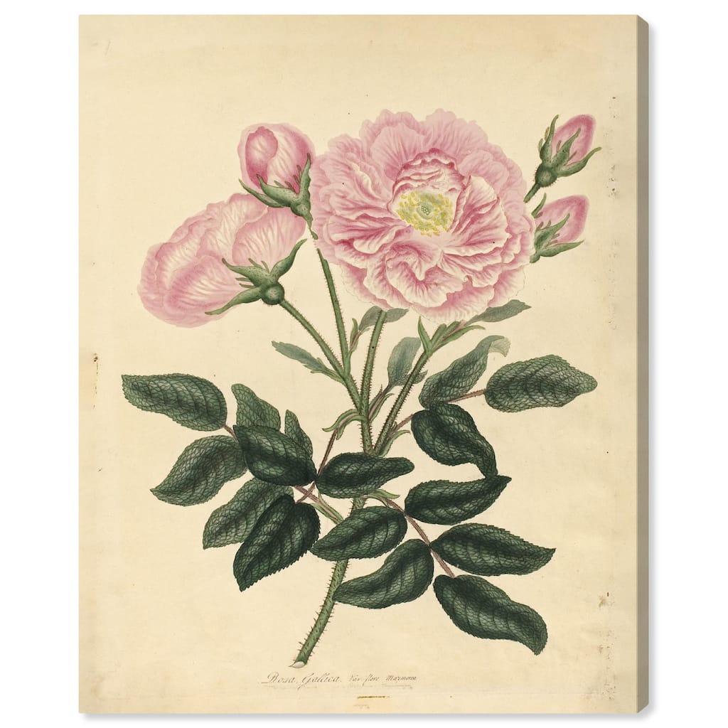 French Rose Canvas by Art Remedy, Gallery Wrapped