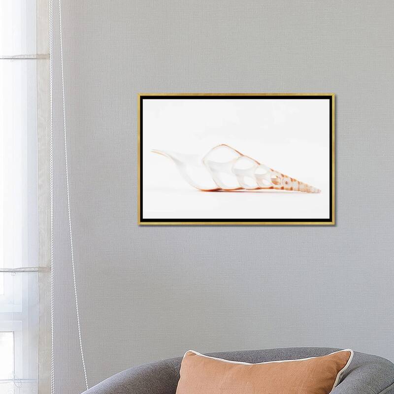 iCanvas "Beautiful Cut Tibia Shell II" by Philippe Hugonnard Framed