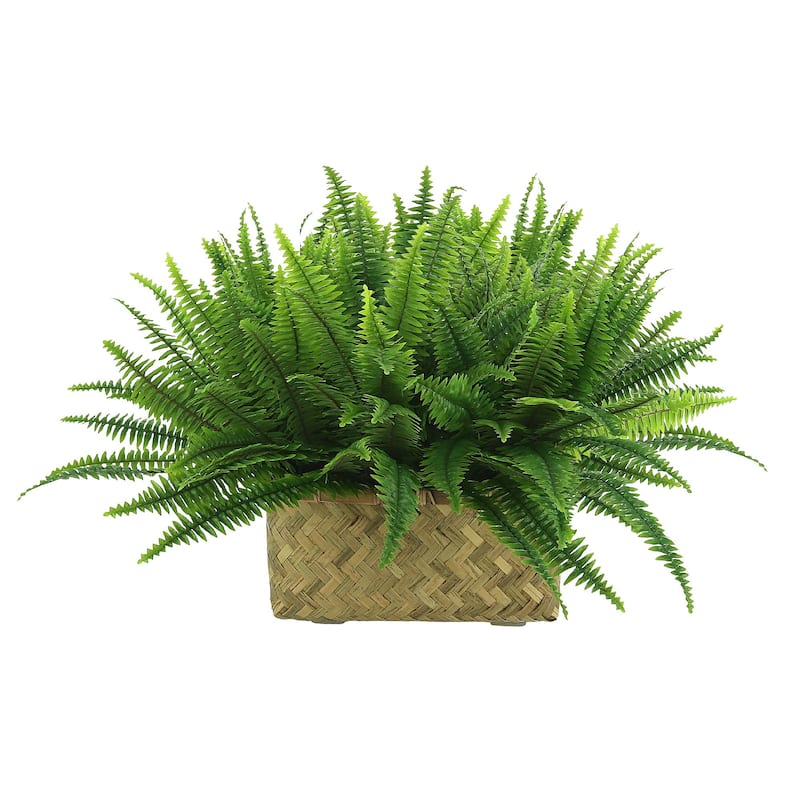 Fern Arranged in a Wooden Basket - Green