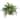 The Curated Nomad Zaius Silk Boston Fern with Wood Wicker Basket - Green