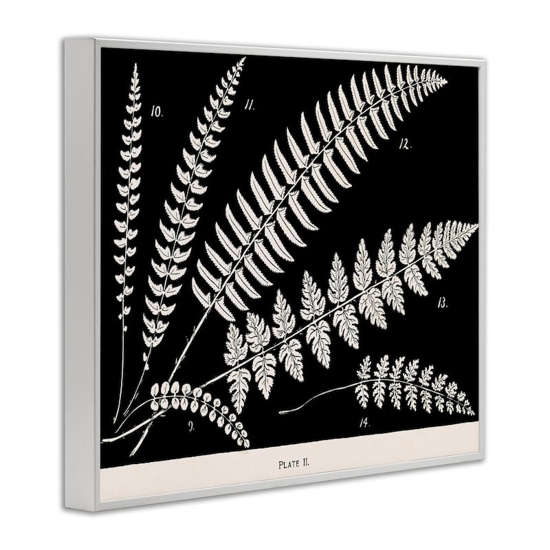 Stupell Fern Studies on Black Framed Giclee Art Design By Phillipa Katz