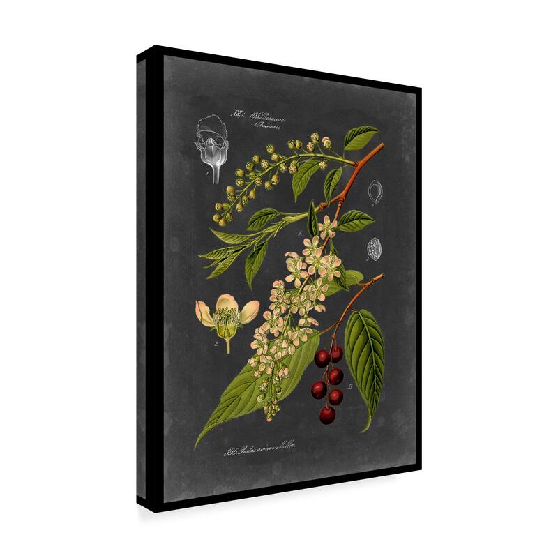 Vision Studio 'Midnight Botanical Ii' Canvas Art