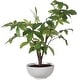 preview thumbnail 1 of 3, Uttermost 60225 Pachira Money 34-1/2" Tall Ceramic Faux Flora Planter White