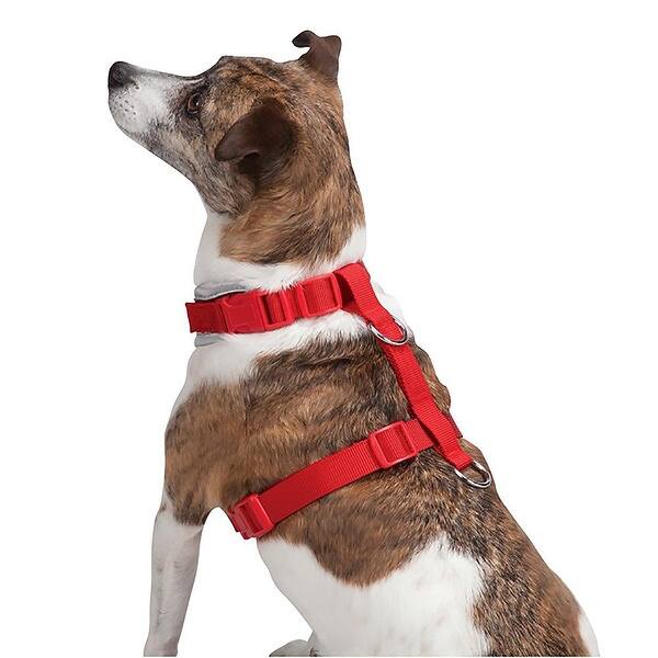 Shop Casual Canine Bestfit Xtra Comfort Mesh Dog Harness Red