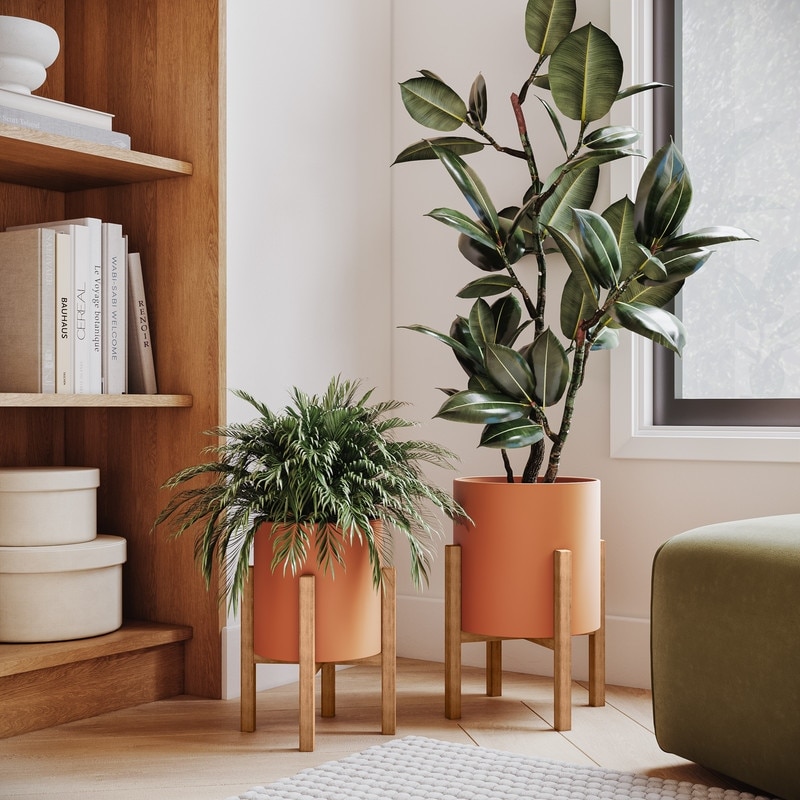 crown of the plant Crown of Thorns ‘Approve’ For Sale – Logee's Plants