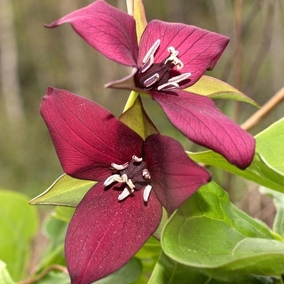 Van Zyverden Woodland Plant Trillium Erectum Set of 3 Roots - Bed Bath ...