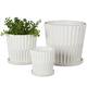 Option White