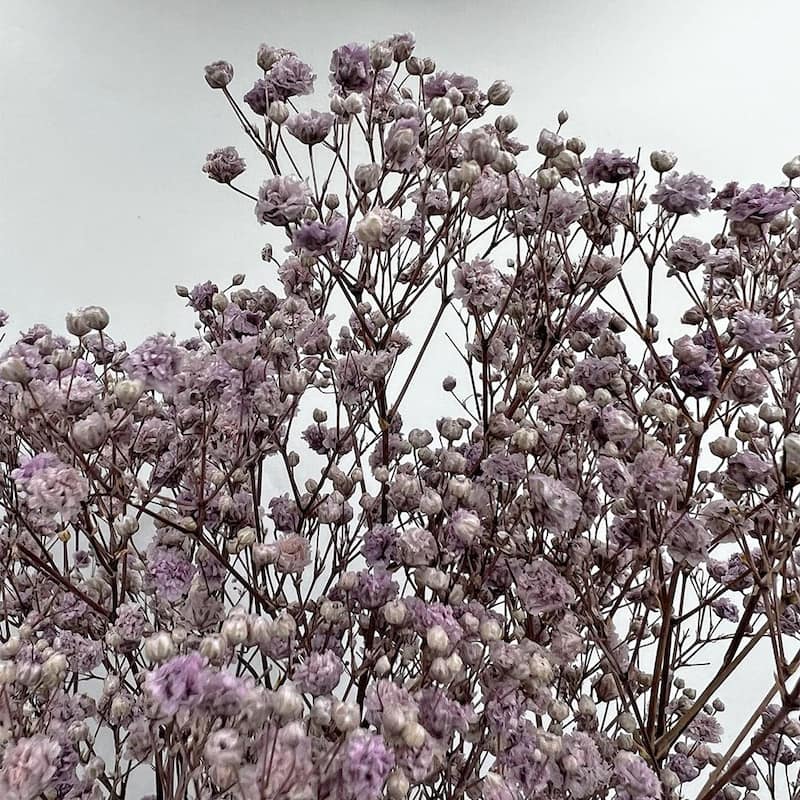 Bundle of 4 Preserved Gypsophila, Baby's Breath,24" long - 24 inch