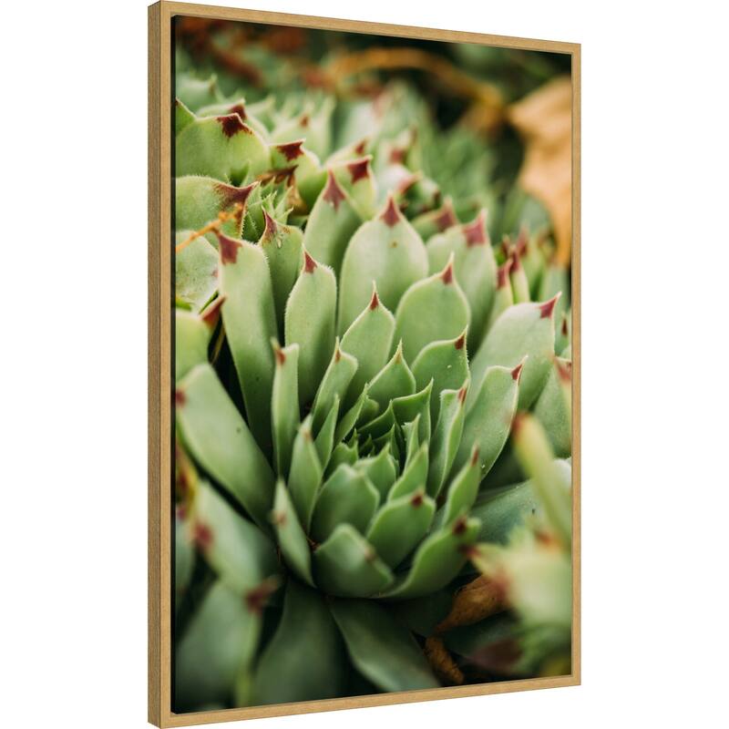 Succulent Whorl by Javier Pardina Framed Canvas Wall Art Print - Sylvie Bright Gold