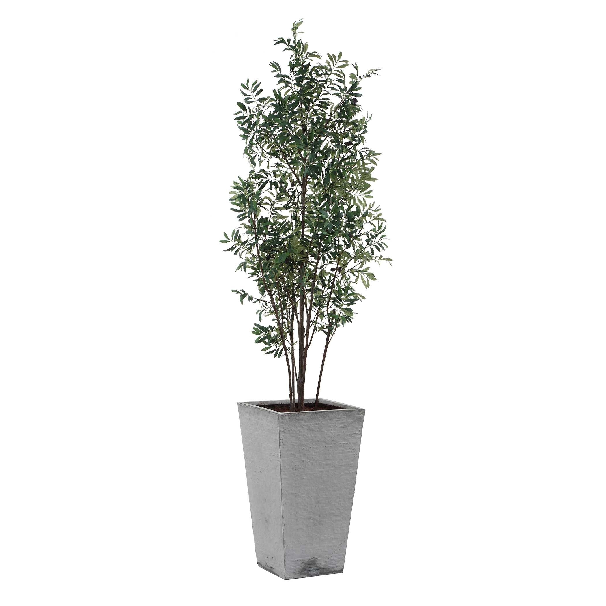 Uttermost Sonora Olive Tree In Planter - 33.00" W x 89.25" H x 31.50" D