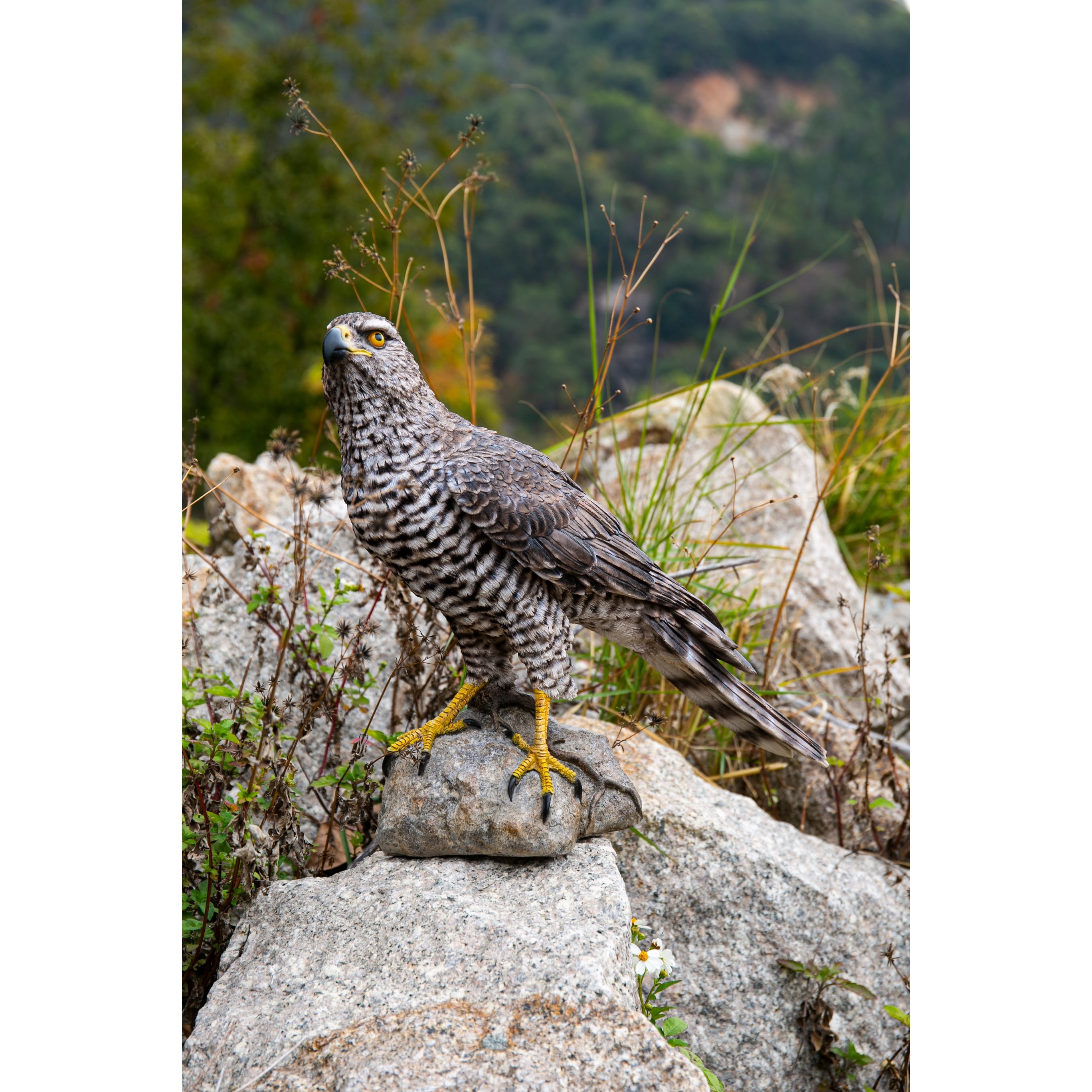 Northern Goshawk Standing On Rock Statue