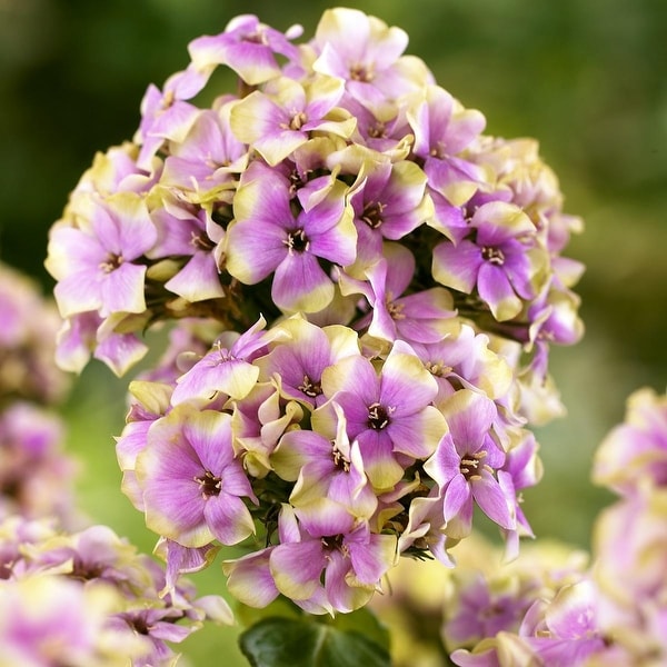 Van Zyverden Tall Phlox Sherbet Blend Set of 5 Roots - Bed Bath