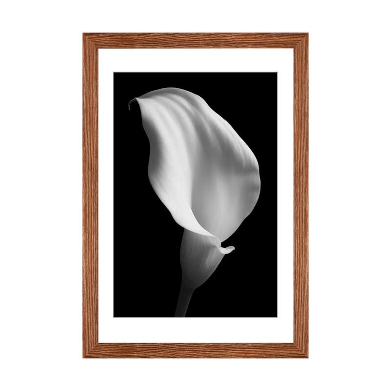 iCanvas "Lily On Black II" by Tom Quartermaine - Walnut - 24x16x1