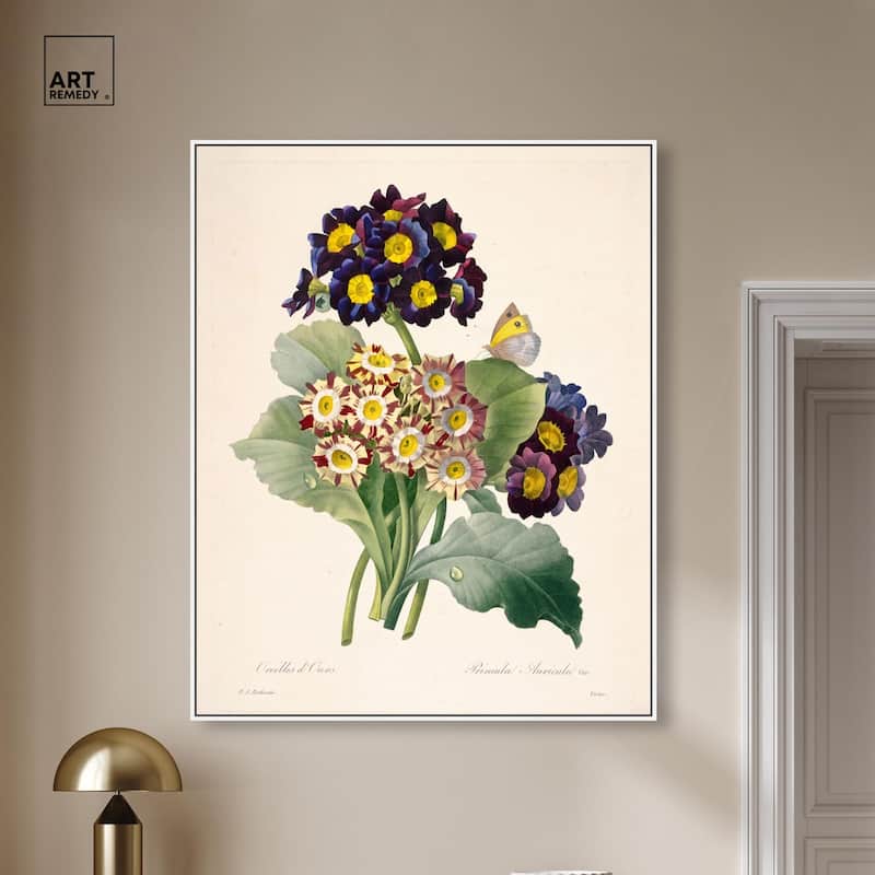 Auricula Varieties Canvas by Art Remedy