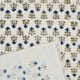 Option Anant- Navy Blue, Green