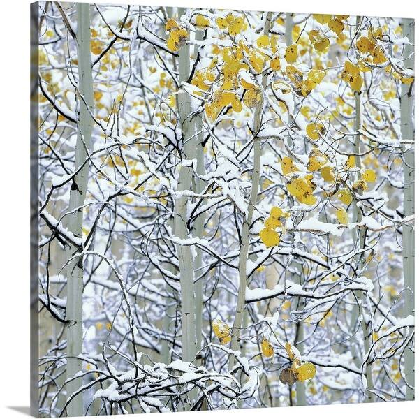 Shop Snow Covered Aspen Trees Colorado Canvas Wall Art