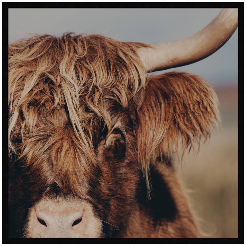 Kate and Laurel Nosy Highland by Laura Evans Framed Wall Art Print - 33 x 33 - Black