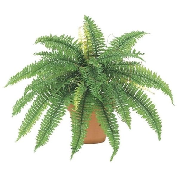 22 Inch Boston Fern Bush x32 - Qty of 6