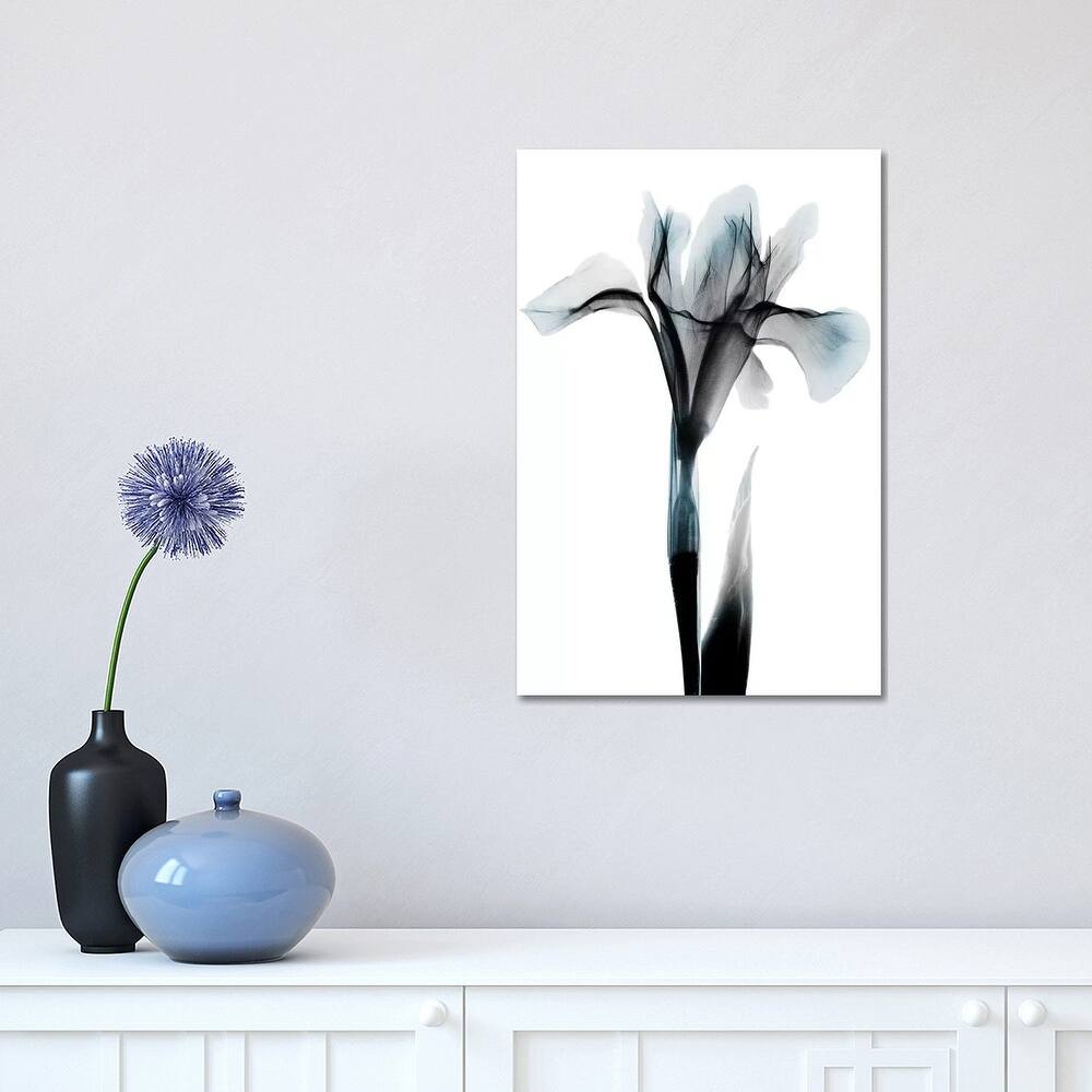 iCanvas "Ombre Sea Salt Iris" by Albert Koetsier Canvas Print