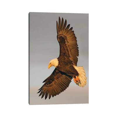 iCanvas "Eagle Alaska XVI" by Miguel Lasa Canvas Print