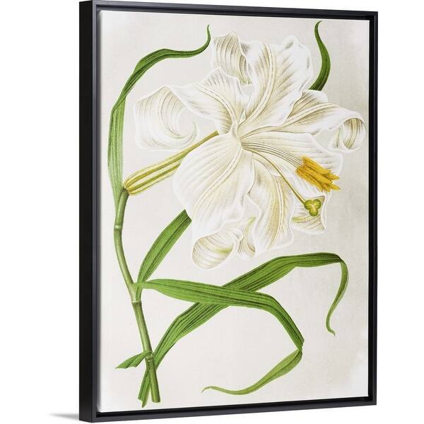 Shop Botanical Painting Of Wallichs Lily Black Float Frame