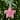 Plush Feather Star Glittered Christmas Ornament with Hearts -12" - Pink