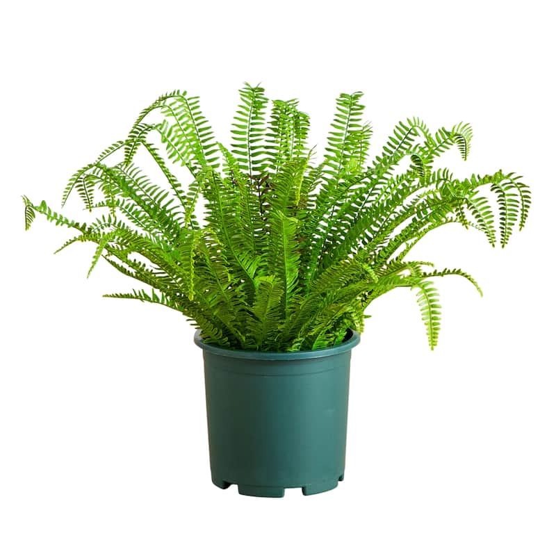 27-in UV Resistant Artificial Boston Fern Plant (Indoor/Outdoor) - Green