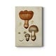 Mushroom Varieties I Premium Gallery Wrapped Canvas - Ready to Hang ...