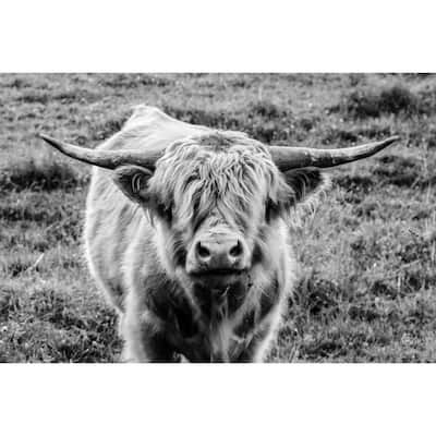 Highland Cow Staring Art Poster - Print On Demand