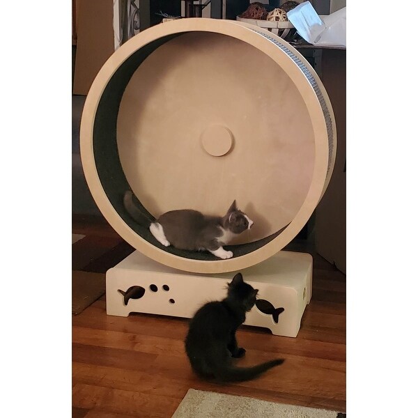cat hamster wheel