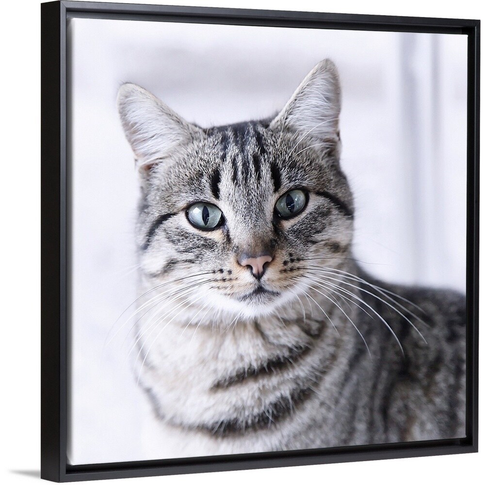 Tabby Gray Cat And Green Eyes Multi Color
