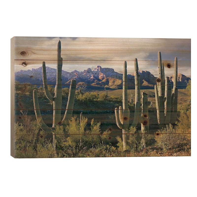 Saguaro Cacti And Santa Catalina Mountains, Arizona Print On Wood by Tim Fitzharris - Multi-Color - 18x26x1.5