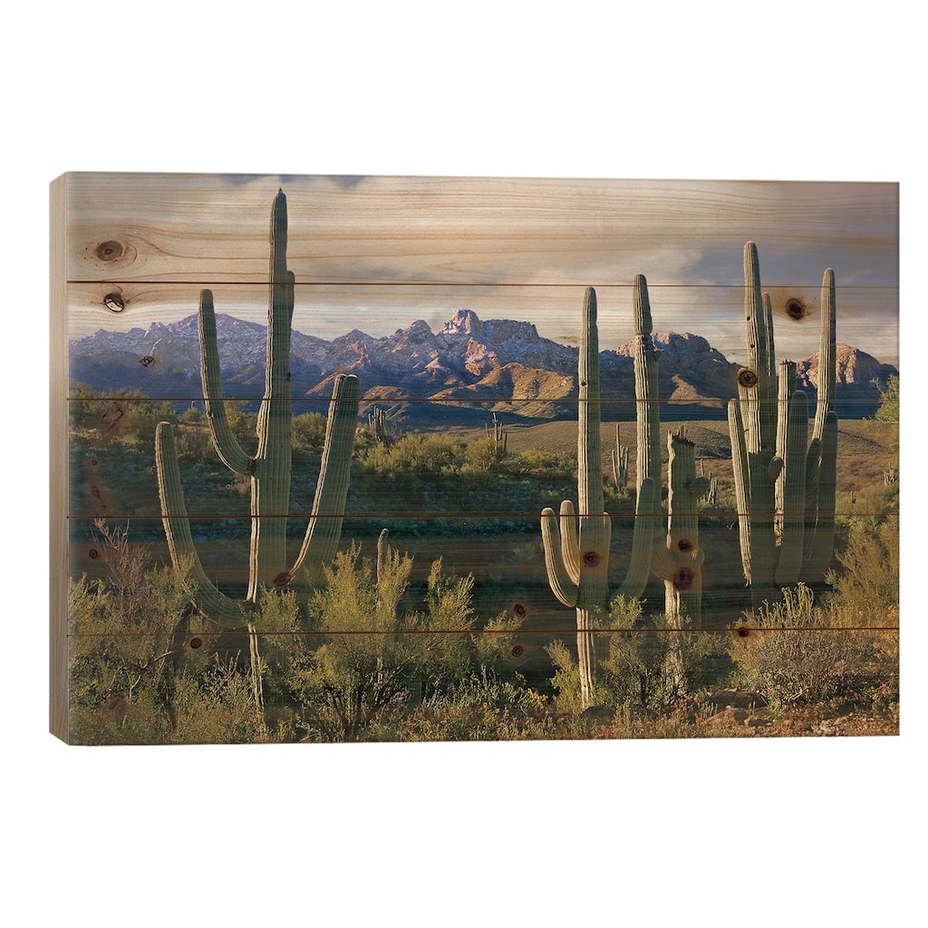 Saguaro Cacti And Santa Catalina Mountains, Arizona Print On Wood by Tim Fitzharris - Multi-Color