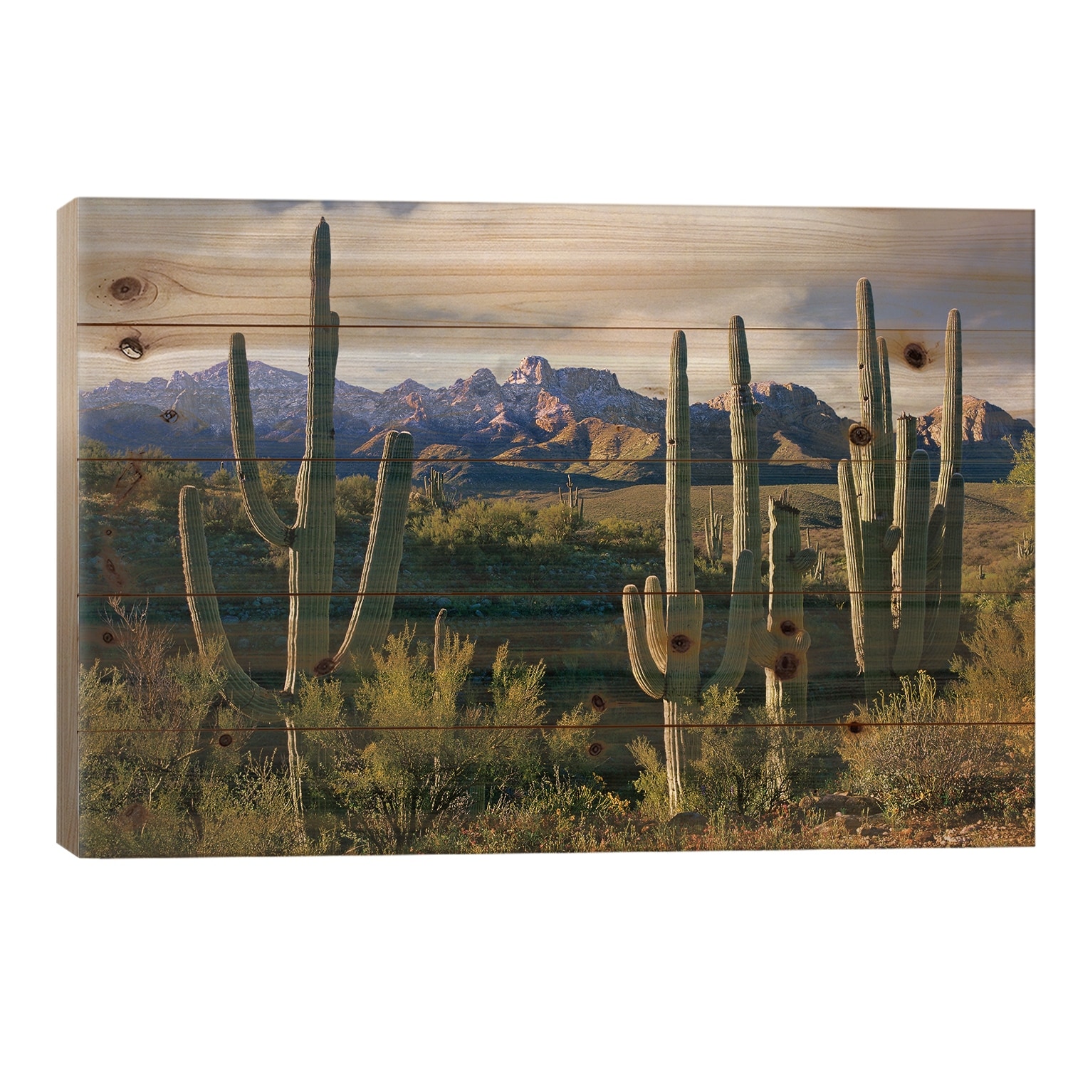 Saguaro Cacti And Santa Catalina Mountains, Arizona Print On Wood by Tim Fitzharris - Multi-Color