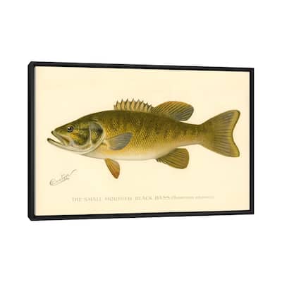 iCanvas "Small Mouthed Black Bass" by Print Collection Framed Canvas Print