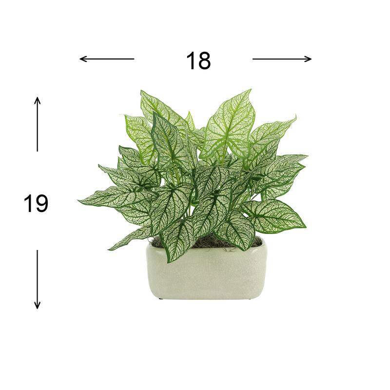 Caladium in a Ceramic Pot